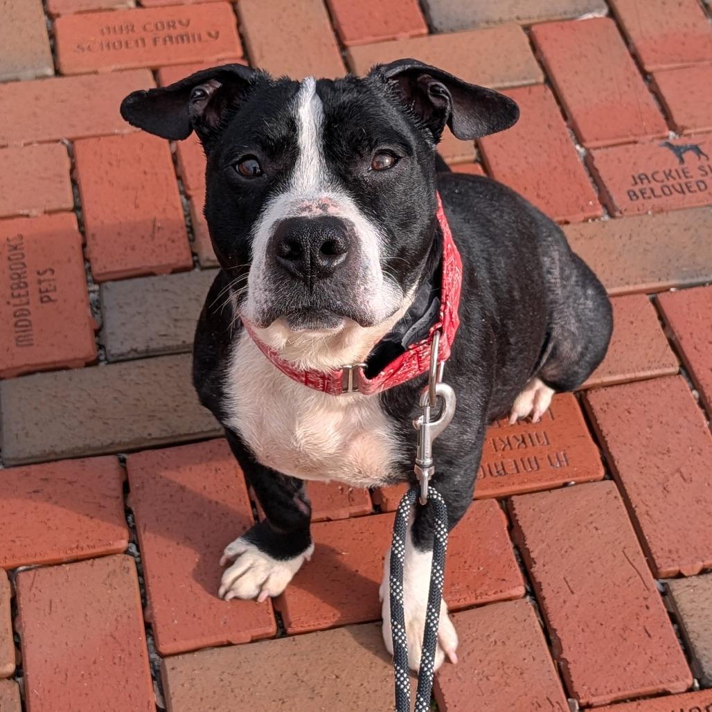 Mustang, a Adoptable Mixed Breed in Washington Township, OH image 6/6