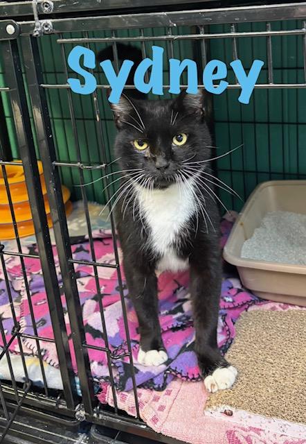 Enlarge Sydney, a Adoptable American Shorthair in Perry, GA image 1/1