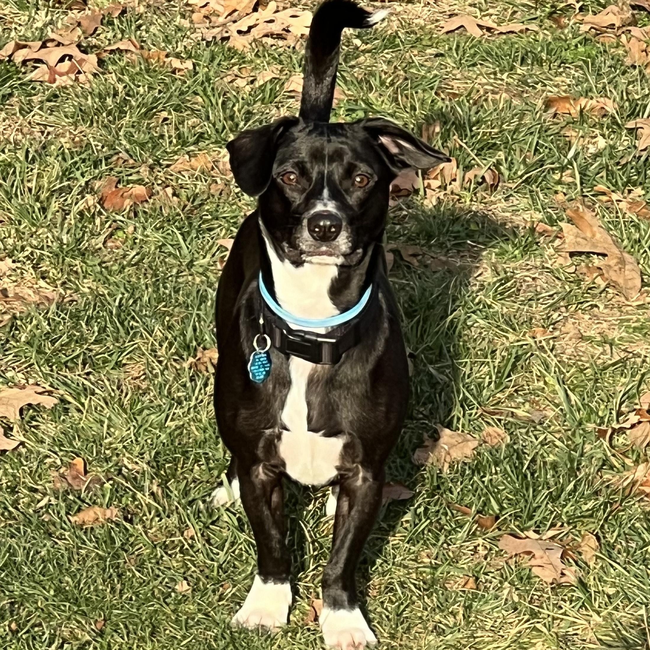 Cooper — thumbnail 3