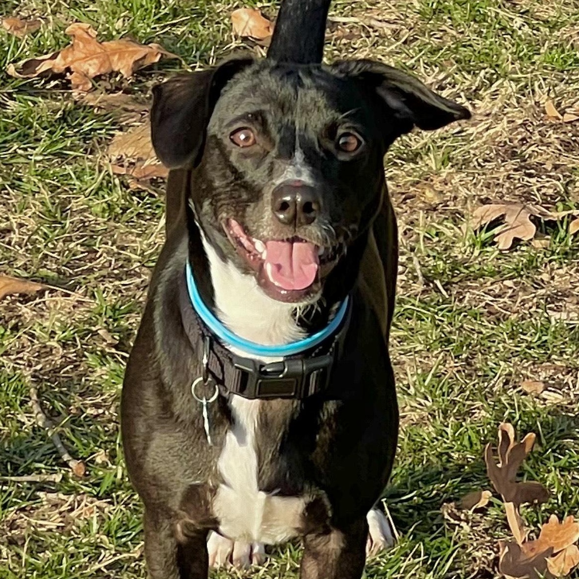 Cooper — thumbnail 4