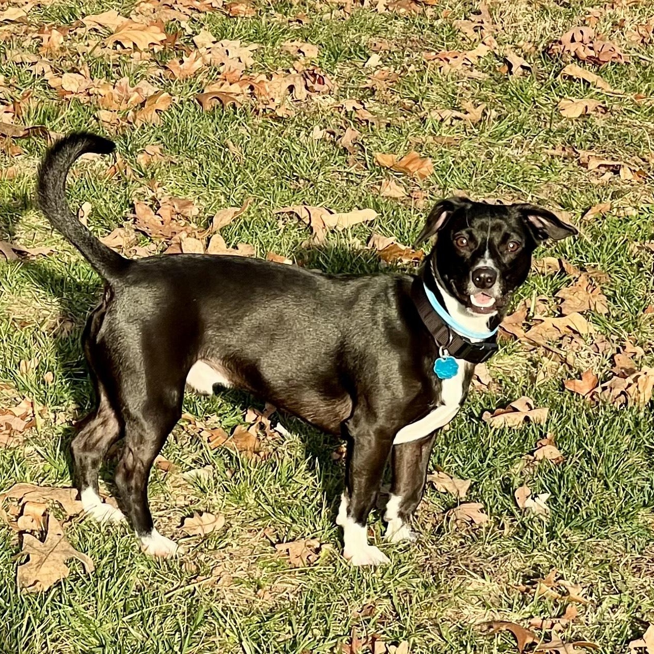 Cooper — thumbnail 5