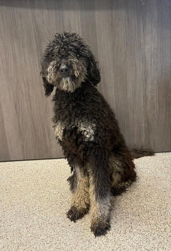 Jovie, Adoptable, Adult Female Poodle.