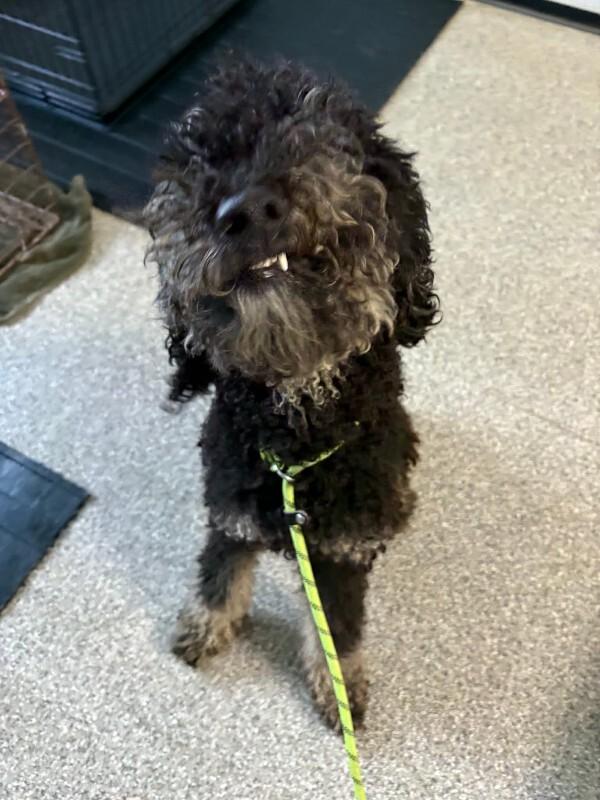 Enlarge Jovie, a Adoptable Poodle in Georgetown, OH image 1/1