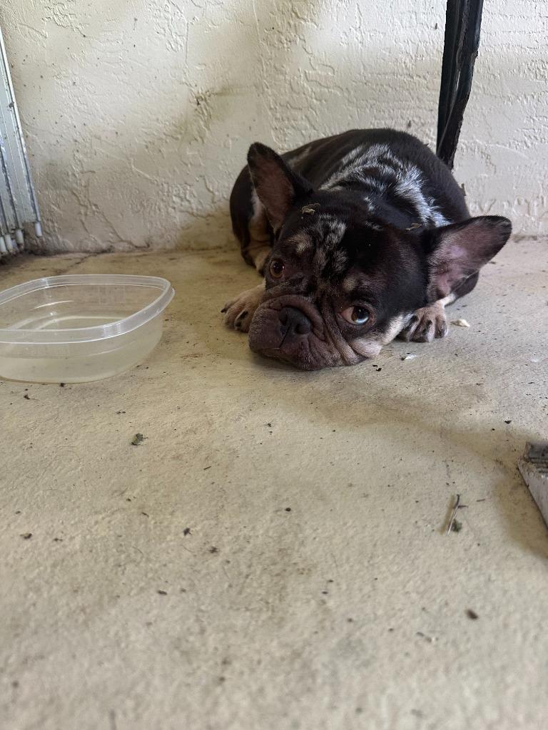 Enlarge Mable, a Adopted French Bulldog in Fort Myers, FL image 1/1