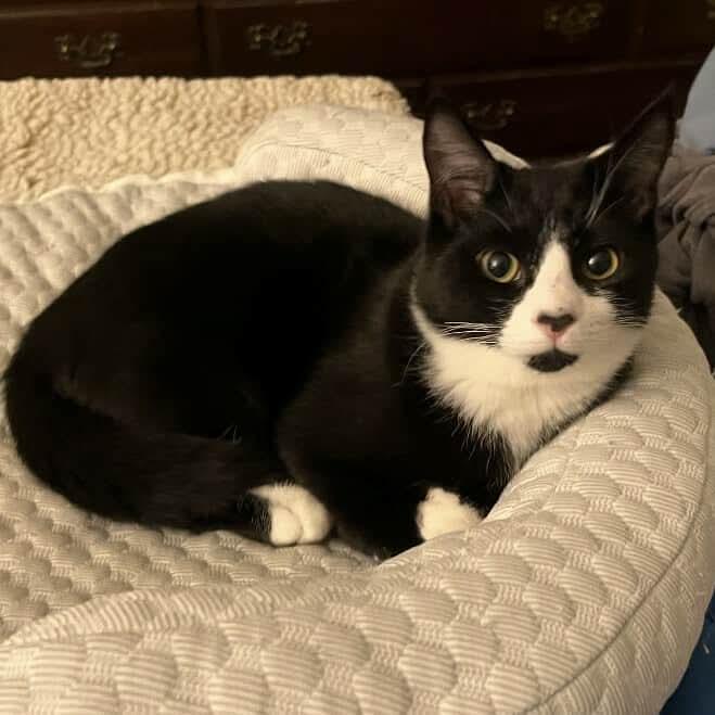 Robbie - 20% off - Heartthrob Litter, Adoptable, Kitten Male Domestic Short Hair & Tuxedo.