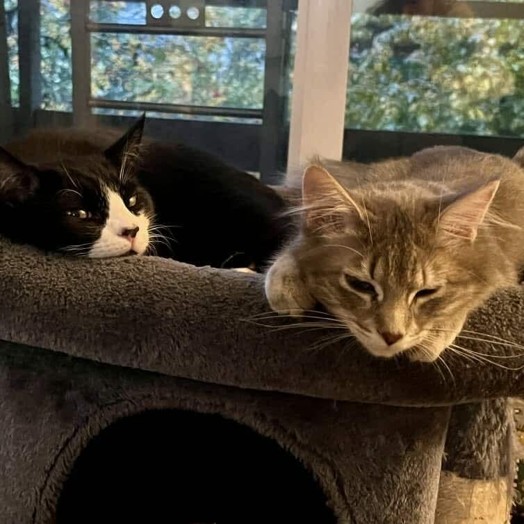 Robbie - 20% off - Heartthrob Litter, a Adoptable mixed breed in Gladstone, OR image 3/5