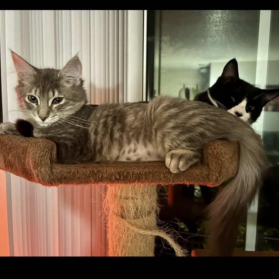 Robbie - 20% off - Heartthrob Litter, a Adoptable mixed breed in Gladstone, OR image 4/5