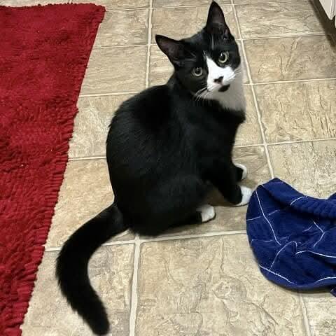 Robbie - 20% off - Heartthrob Litter, a Adoptable mixed breed in Gladstone, OR image 2/5