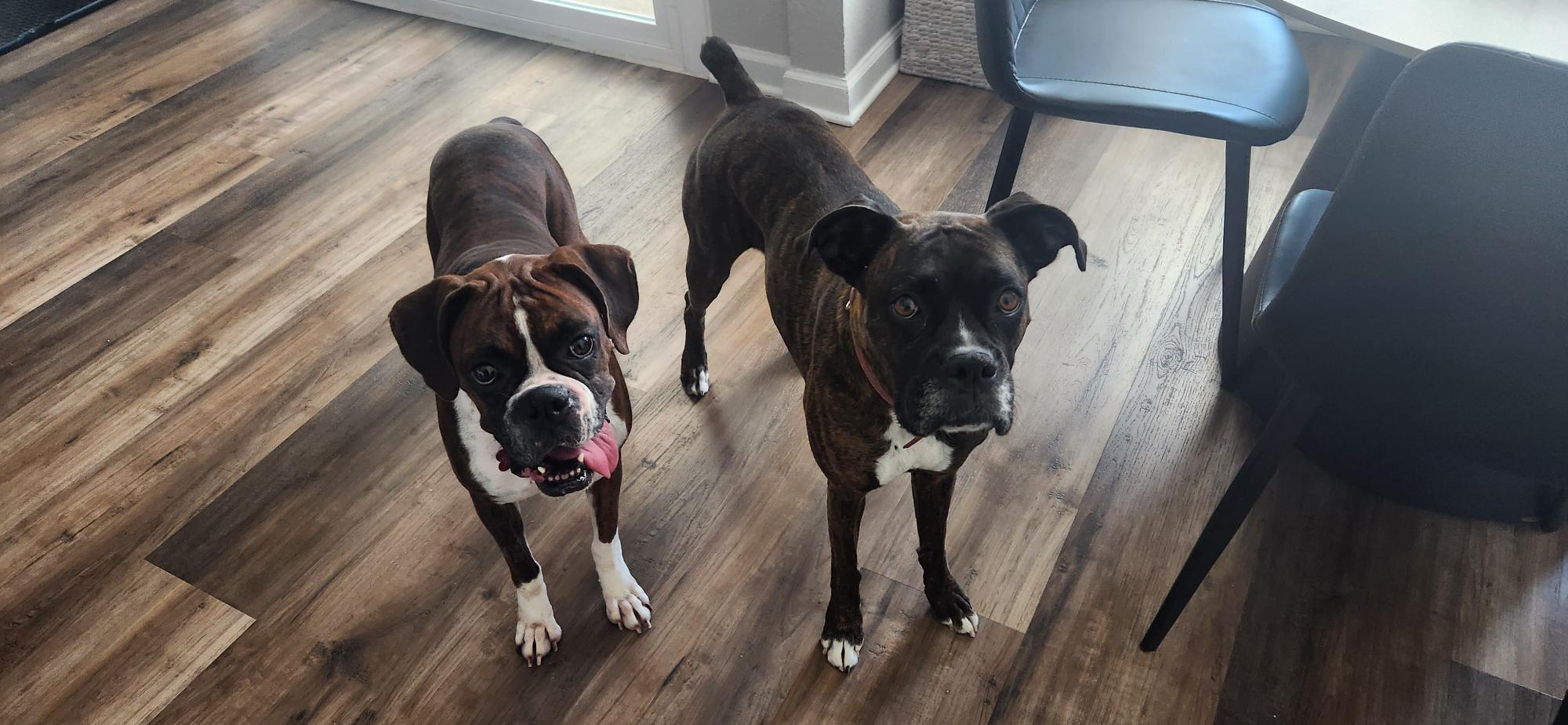 Dog for adoption Biscuit, a Boxer Mix in Seattle, WA Petfinder