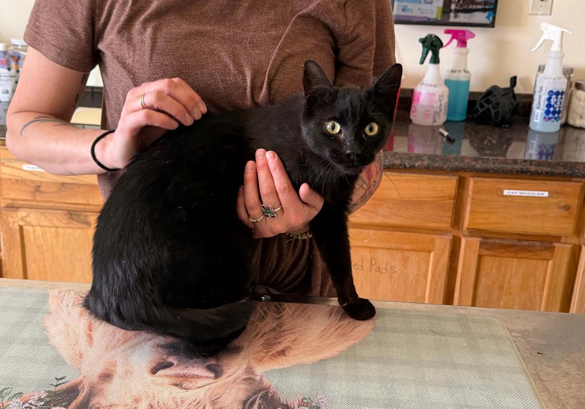 Enlarge Cricket, a Adoptable Domestic Short Hair in Dillon, MT image 1/1