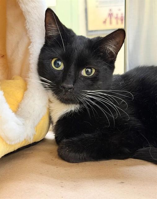 Enlarge NOVA, a Adoptable Domestic Short Hair in Fort Myers, FL image 1/1