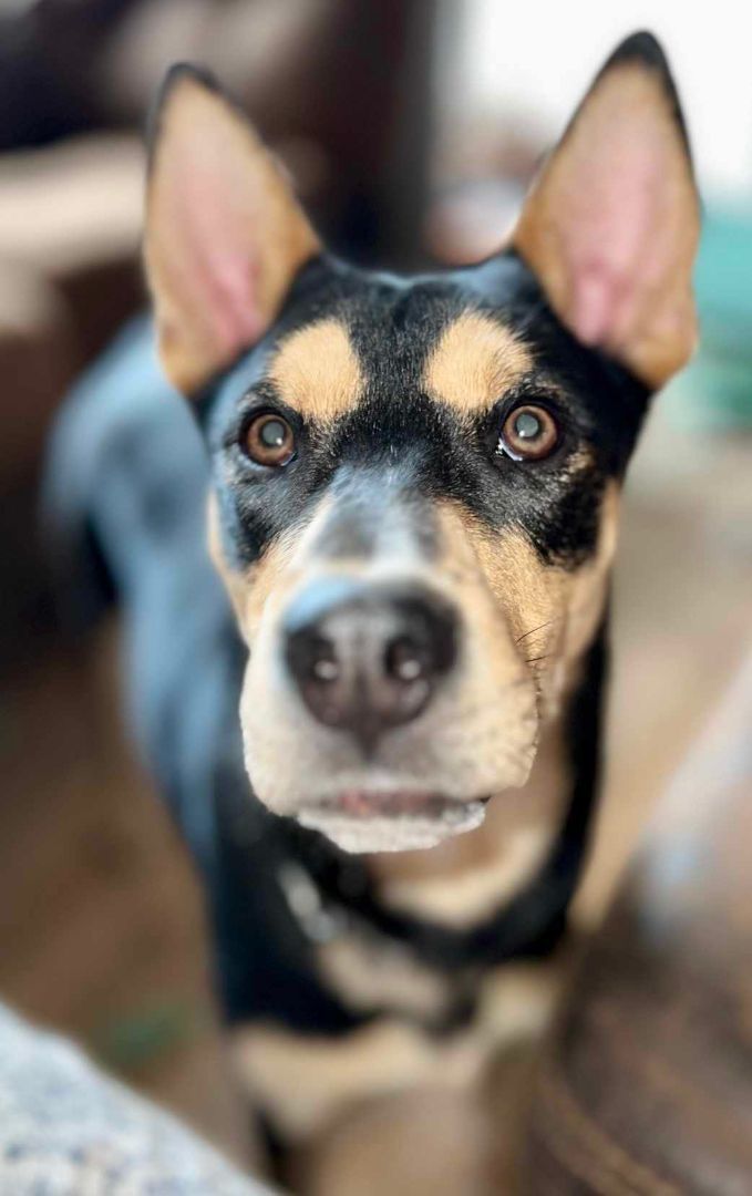 Pickle, Adopted, Young Male Mixed Breed.