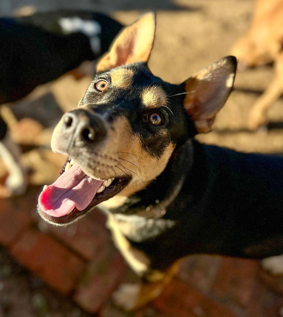 Pickle, a Adopted Mixed Breed in Bethel, VT image 2/4