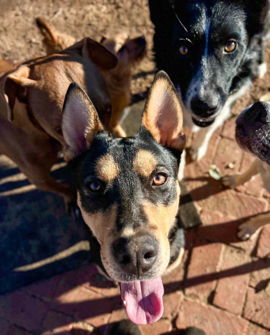 Pickle, a Adopted Mixed Breed in Bethel, VT image 3/4