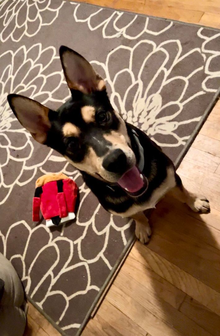 Pickle, a Adopted Mixed Breed in Bethel, VT image 4/4