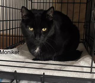 Moniker, a ADOPTABLE Domestic Short Hair in Brooklyn, NY image 2/2