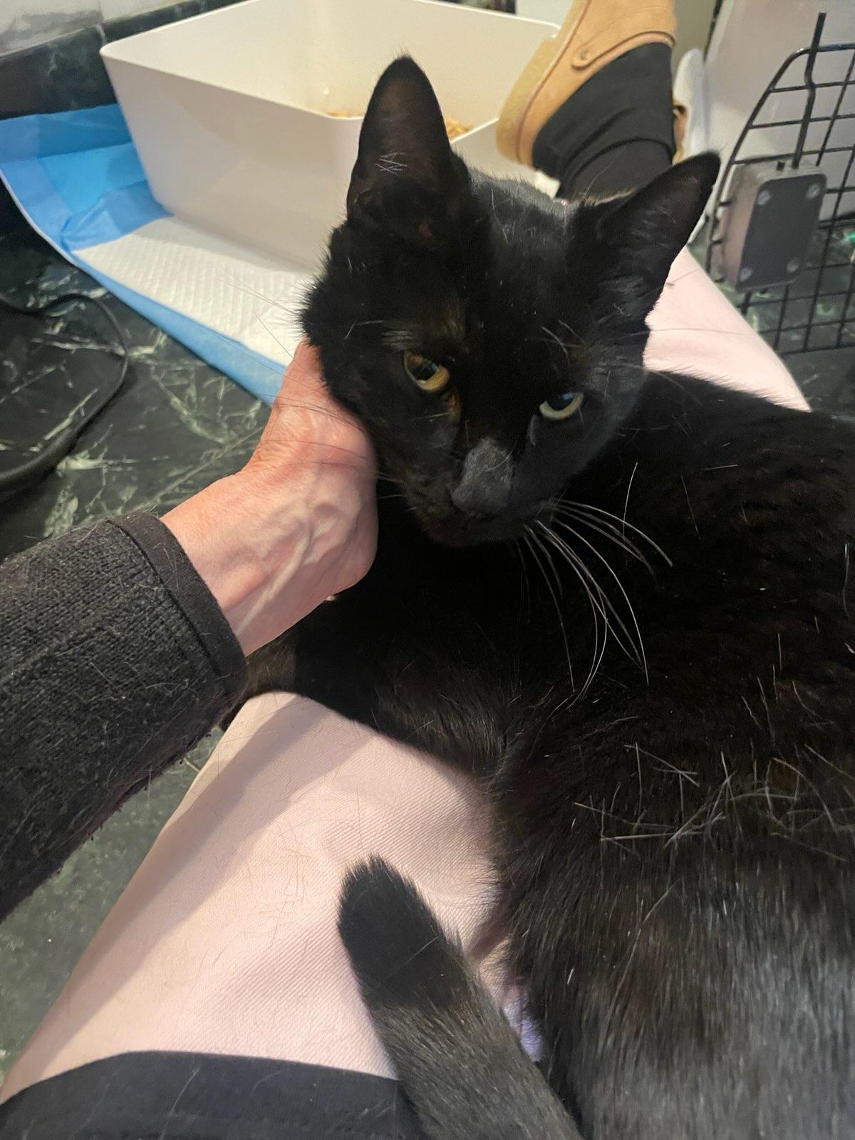 Moniker, a ADOPTABLE Domestic Short Hair in Brooklyn, NY image 1/2