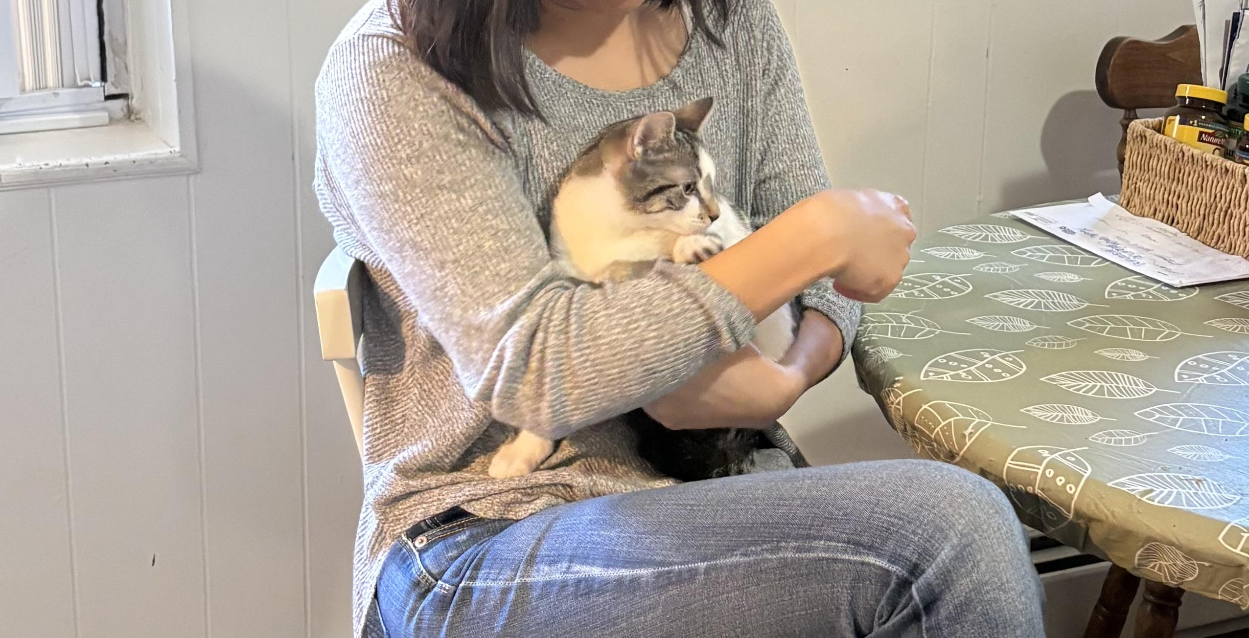 Enlarge Spring N Summer , an adopted American Shorthair in Jersey City, NJ image 6/6