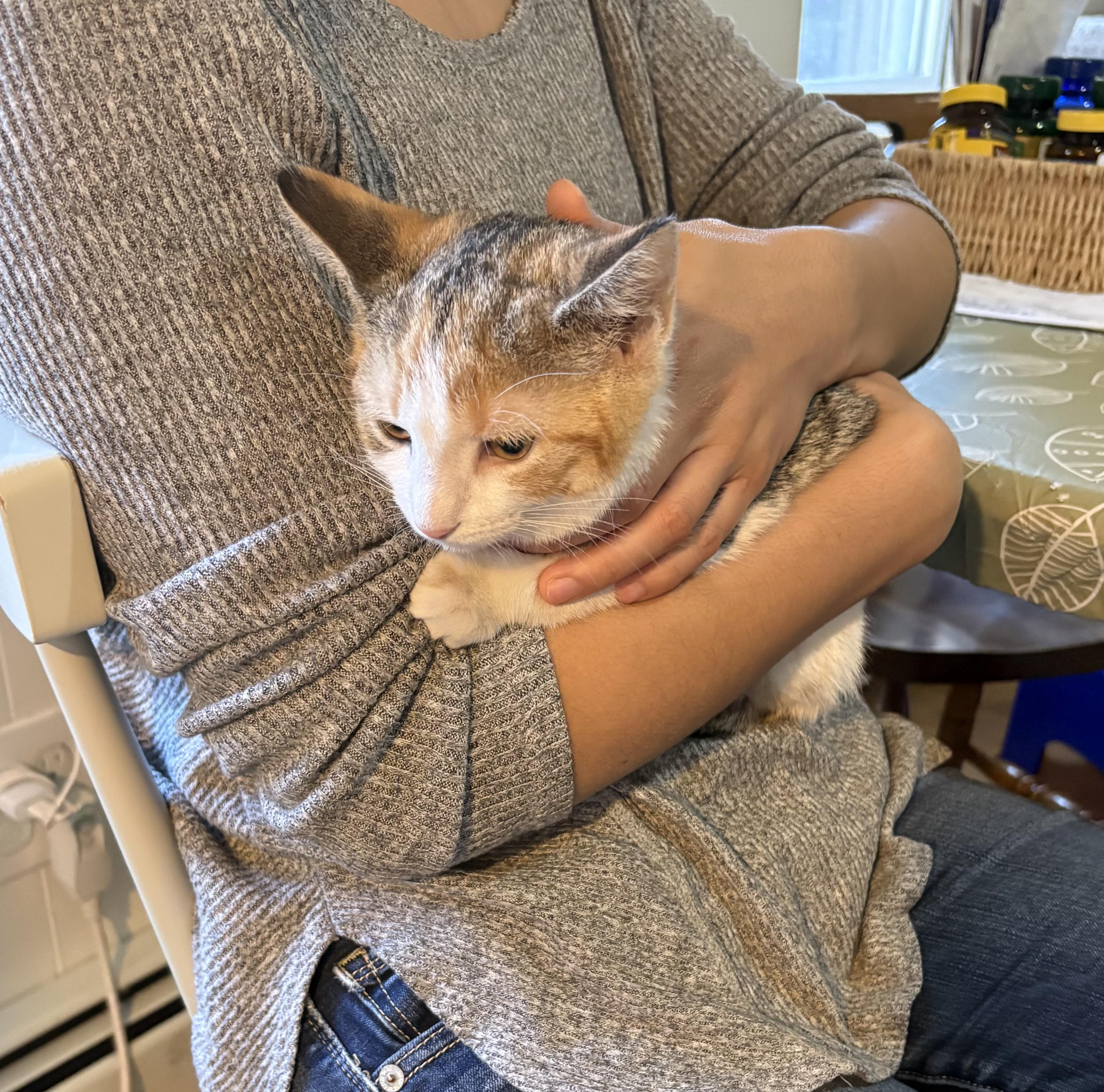 Enlarge Spring N Summer , an adopted American Shorthair in Jersey City, NJ image 4/6