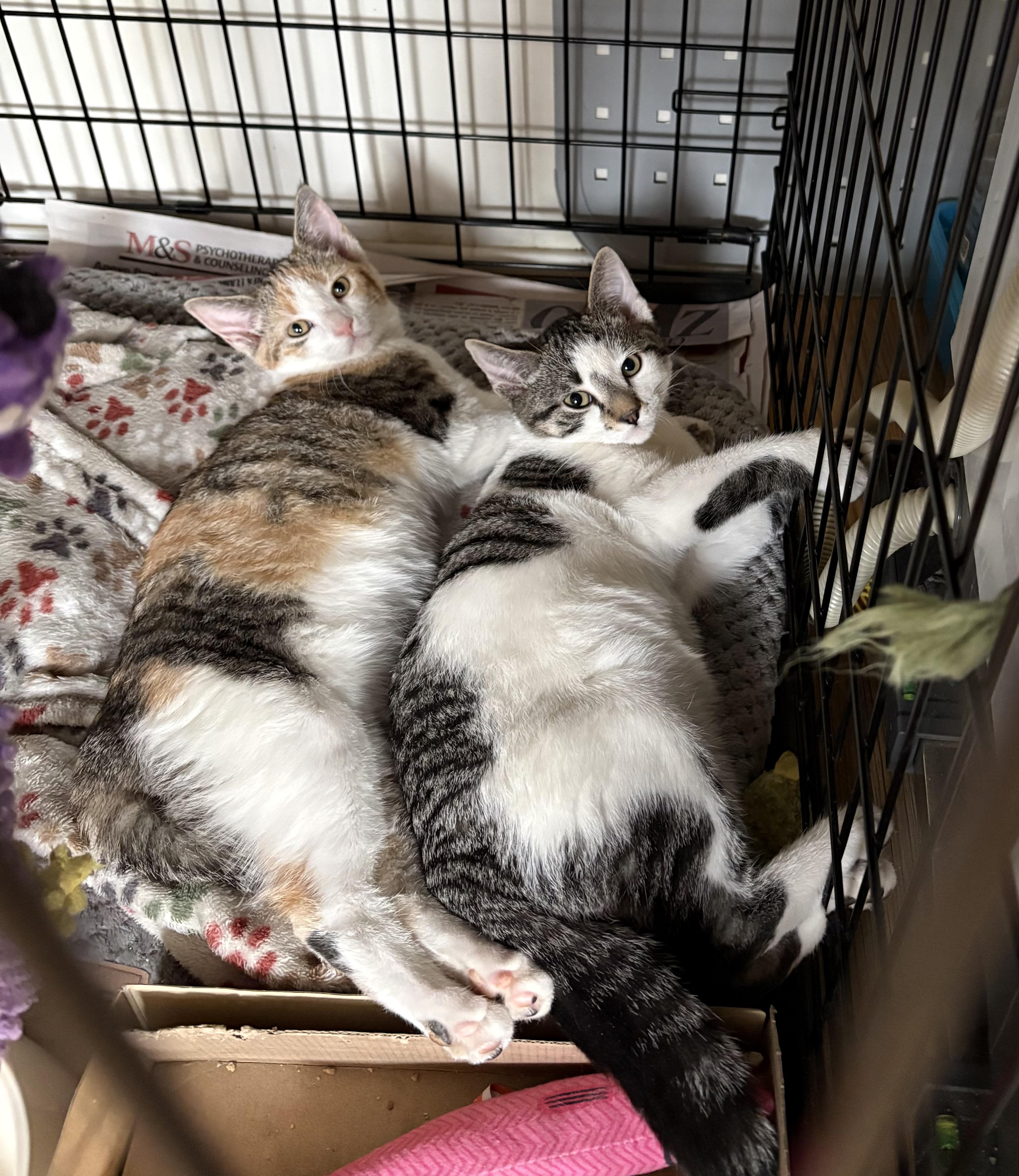 Spring N Summer , ADOPTABLE, Kitten Female American Shorthair.