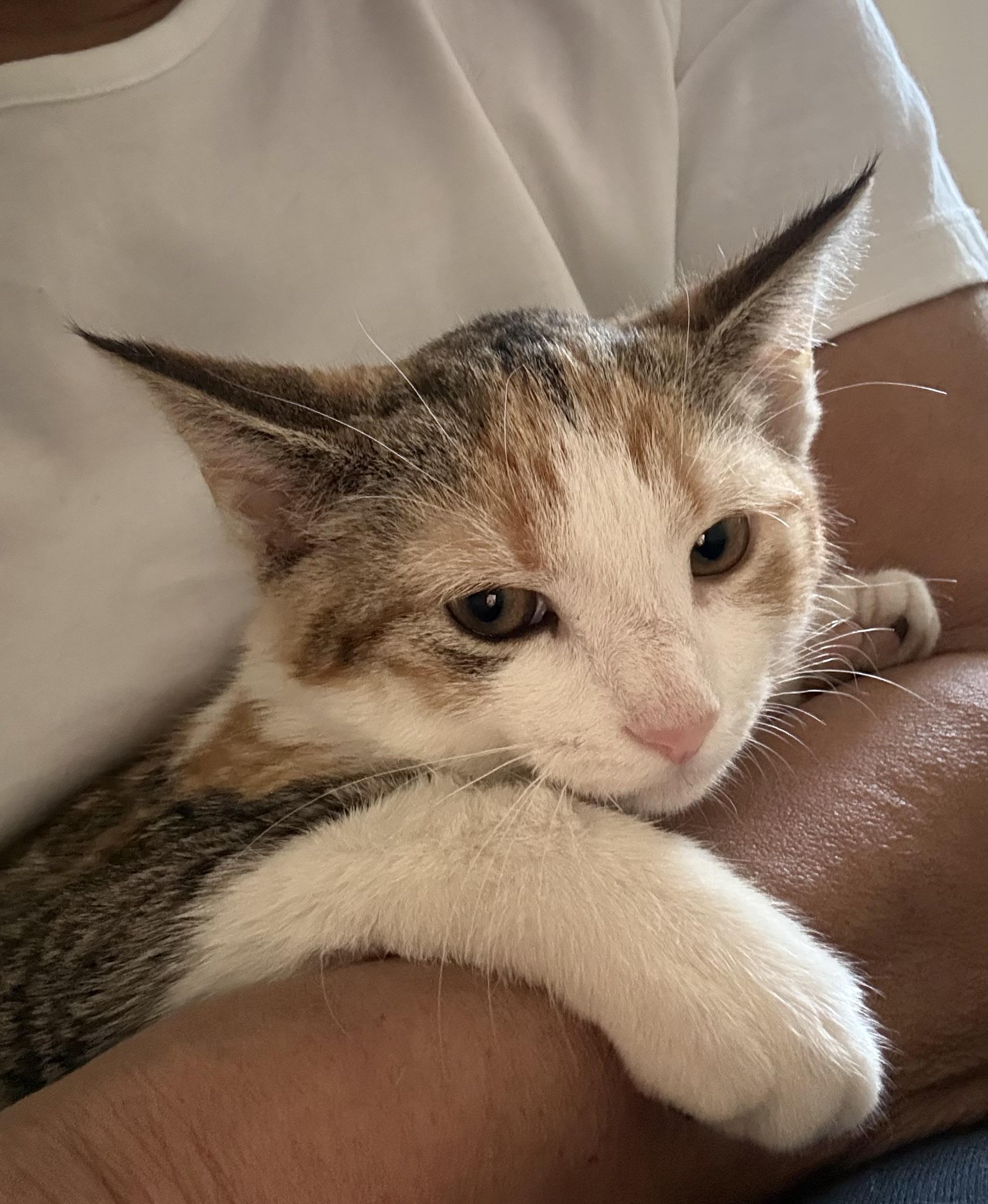 Enlarge Spring N Summer , an adopted American Shorthair in Jersey City, NJ image 5/6