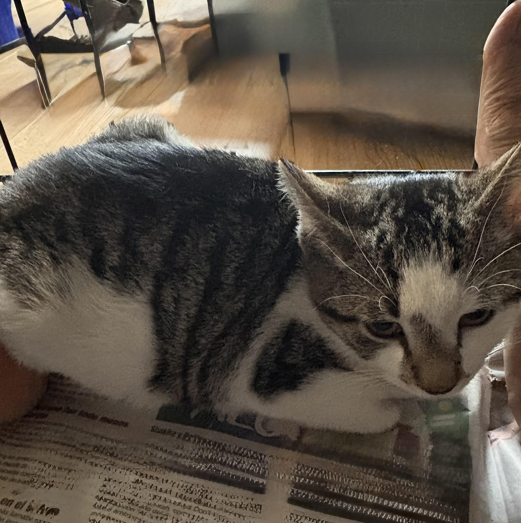 Enlarge Spring N Summer , an adopted American Shorthair in Jersey City, NJ image 3/6