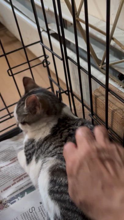Enlarge Spring N Summer , an adopted American Shorthair in Jersey City, NJ video 2/6