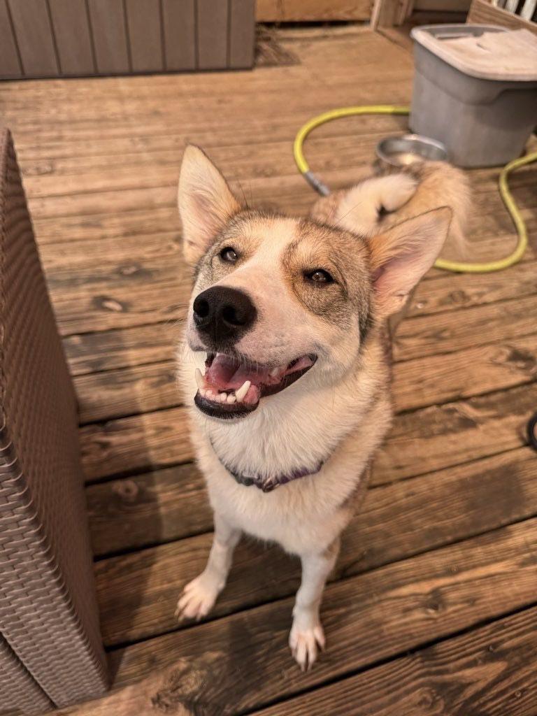 Saffron, a Adoptable Siberian Husky in Omaha, NE image 2/3