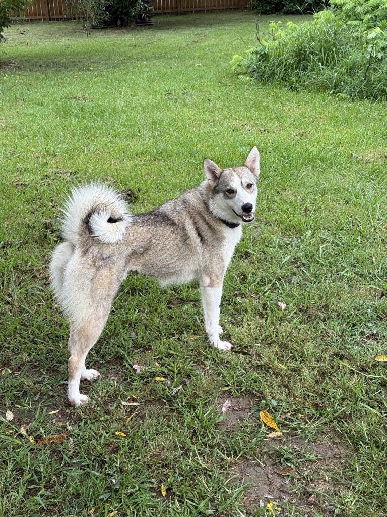 Saffron, a Adoptable Siberian Husky in Omaha, NE image 3/3