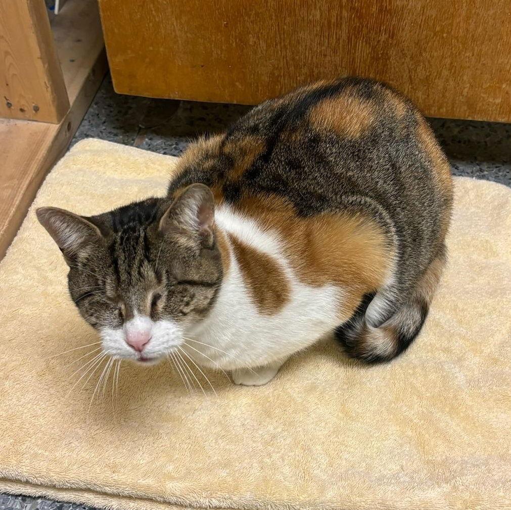 Francine, Adoptable, Adult Female Calico & Tabby.