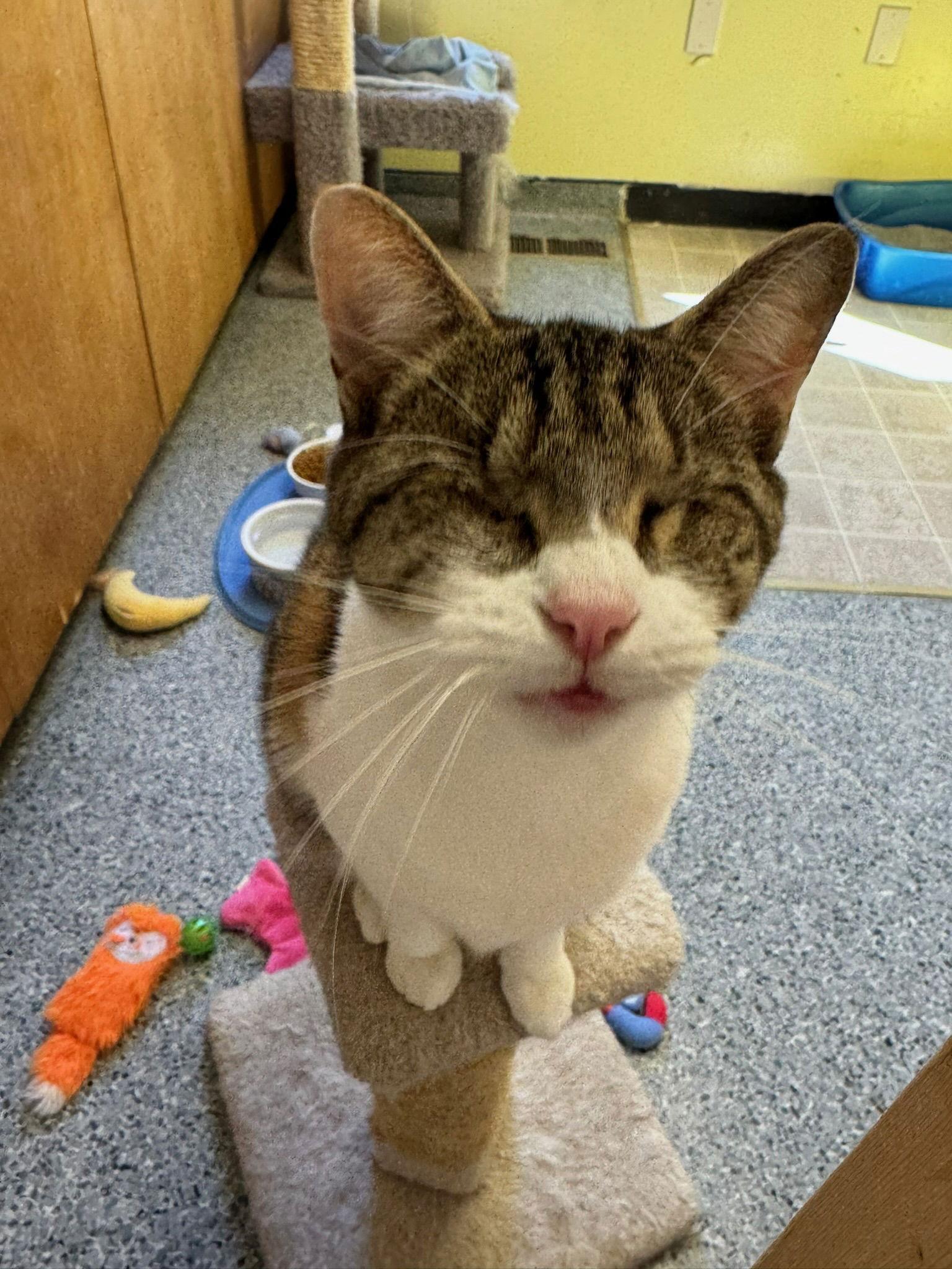 Enlarge Francine, a Adoptable mixed breed in Hopewell, VA image 3/3