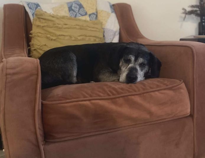 Morty, a Adoptable Beagle in Anchorage, AK image 1/3