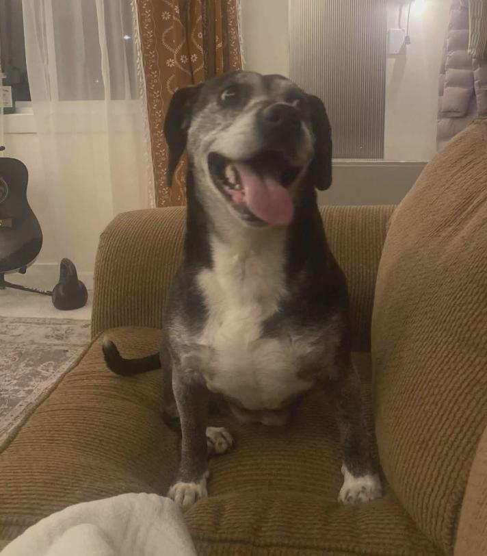 Morty, a Adoptable Beagle in Anchorage, AK image 2/3