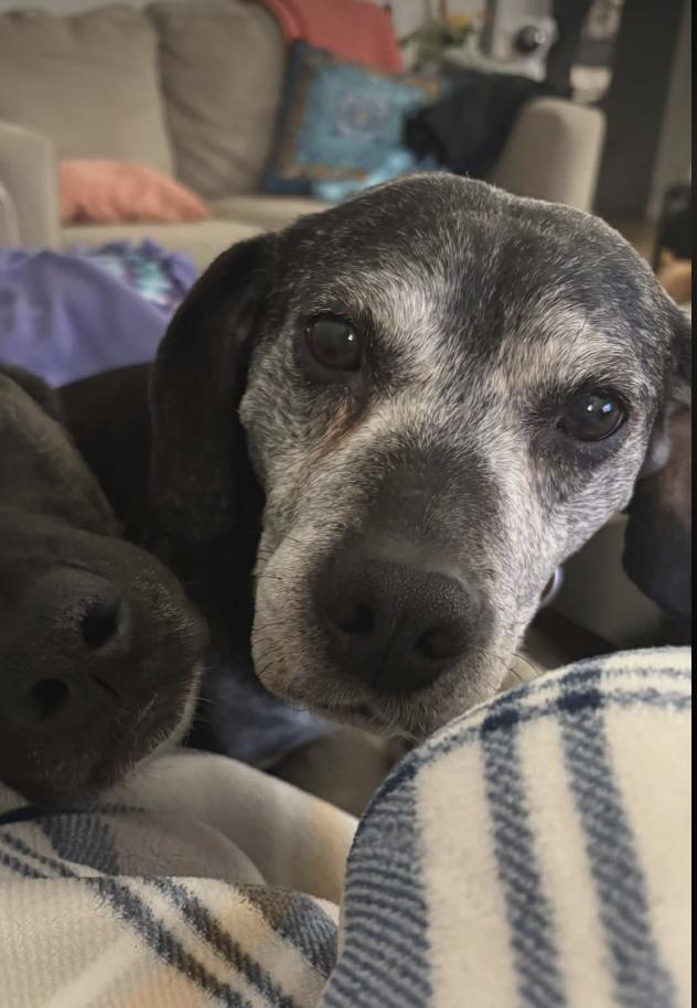 Morty, a Adoptable Beagle in Anchorage, AK image 3/3
