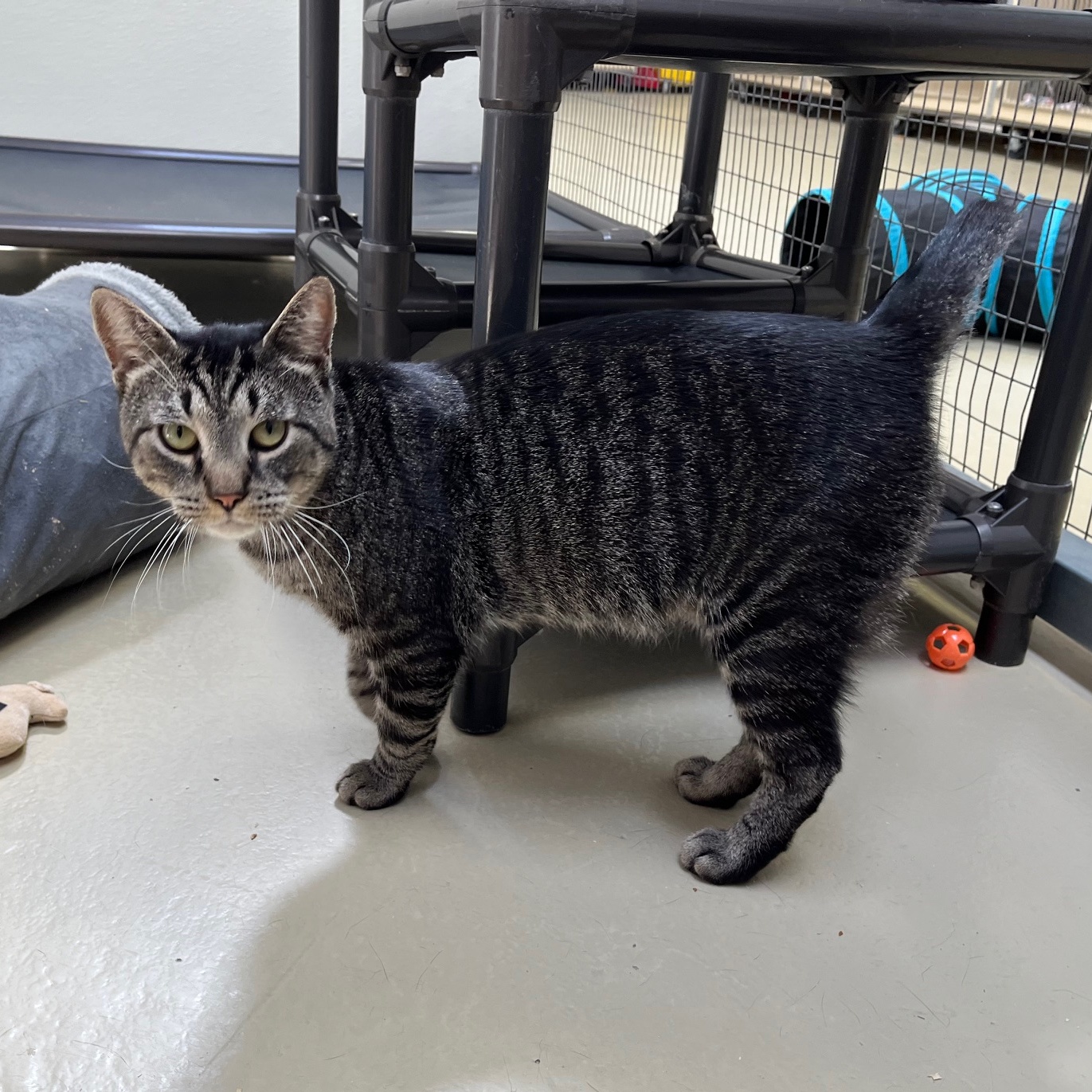 Zayden, a Adoptable mixed breed image 4/6