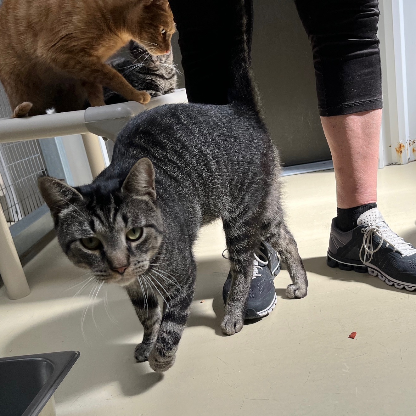 Zayden, a Adoptable mixed breed image 5/6