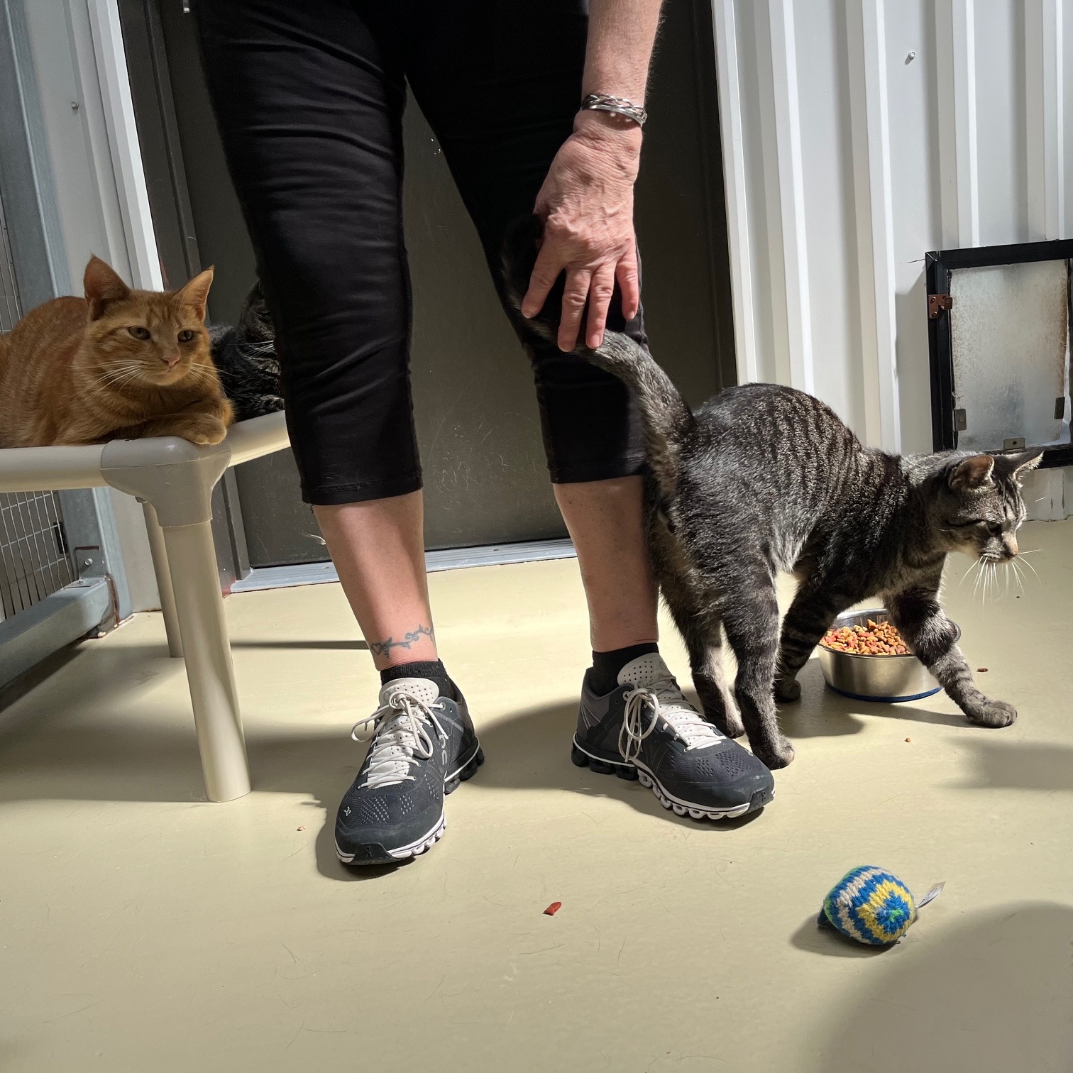 Zayden, a Adoptable mixed breed image 6/6