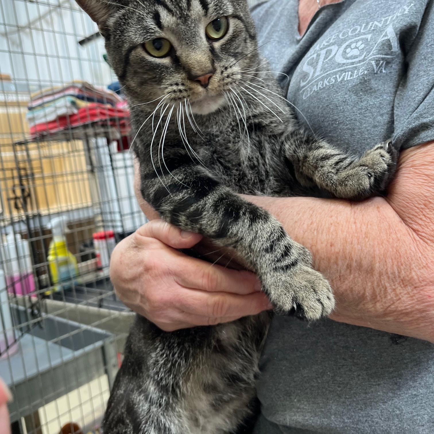 Zayden, a Adoptable mixed breed image 1/6