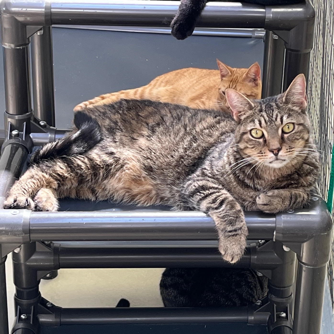 Zayden, a Adoptable mixed breed image 2/6