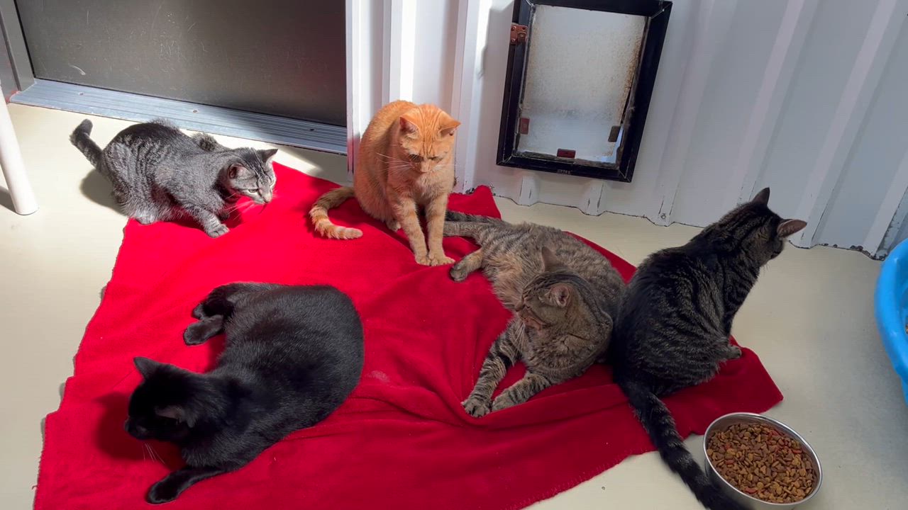 Enlarge Zayden, a Adoptable mixed breed video 3/6