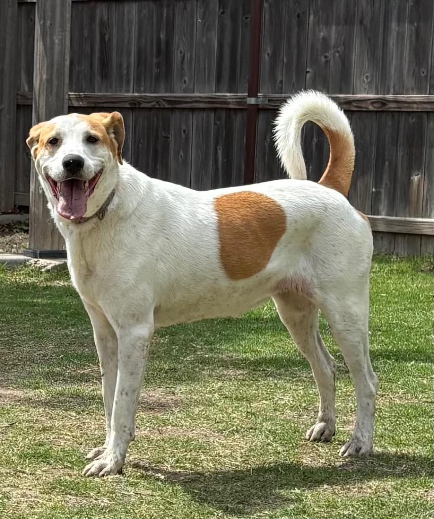 Betsy, a Adoptable mixed breed in Great Bend, KS image 1/2