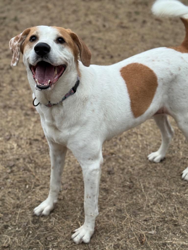 Betsy, a Adoptable mixed breed in Great Bend, KS image 2/2