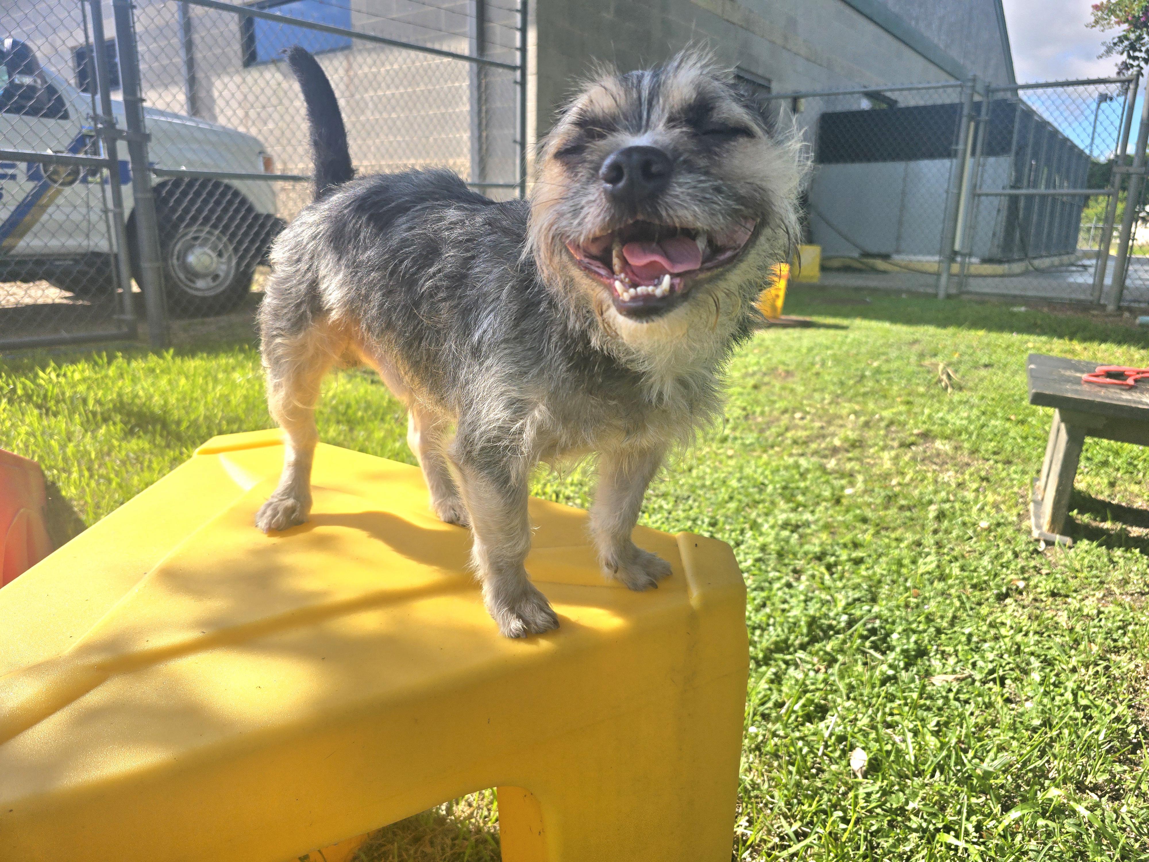 Enlarge Harold, a ADOPTABLE Cairn Terrier in Friendswood, TX image 1/1