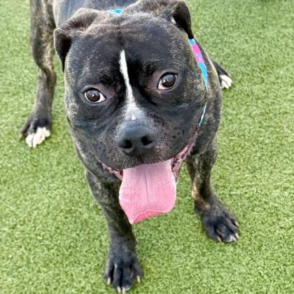 Max, a Adoptable mixed breed in Largo, FL image 1/3