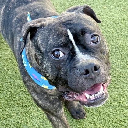 Max, Adoptable, Adult Male Mixed Breed & Mixed Breed.