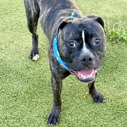 Max, a Adoptable mixed breed in Largo, FL image 3/3