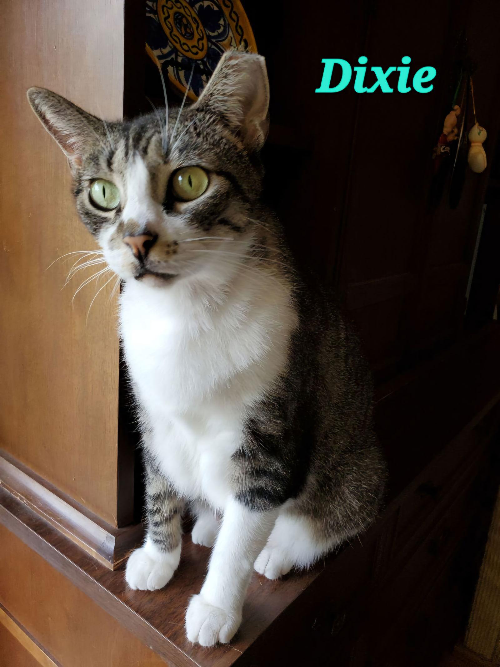 Enlarge Dixie, a Adoptable mixed breed in Longwood, FL image 1/2