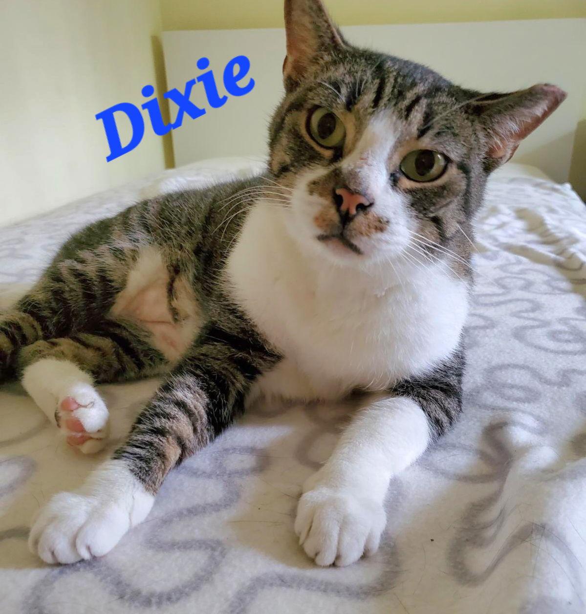 Dixie, Adoptable, Adult Female Domestic Short Hair & Tabby.