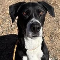 Neko, ADOPTABLE, Adult Male Retriever.