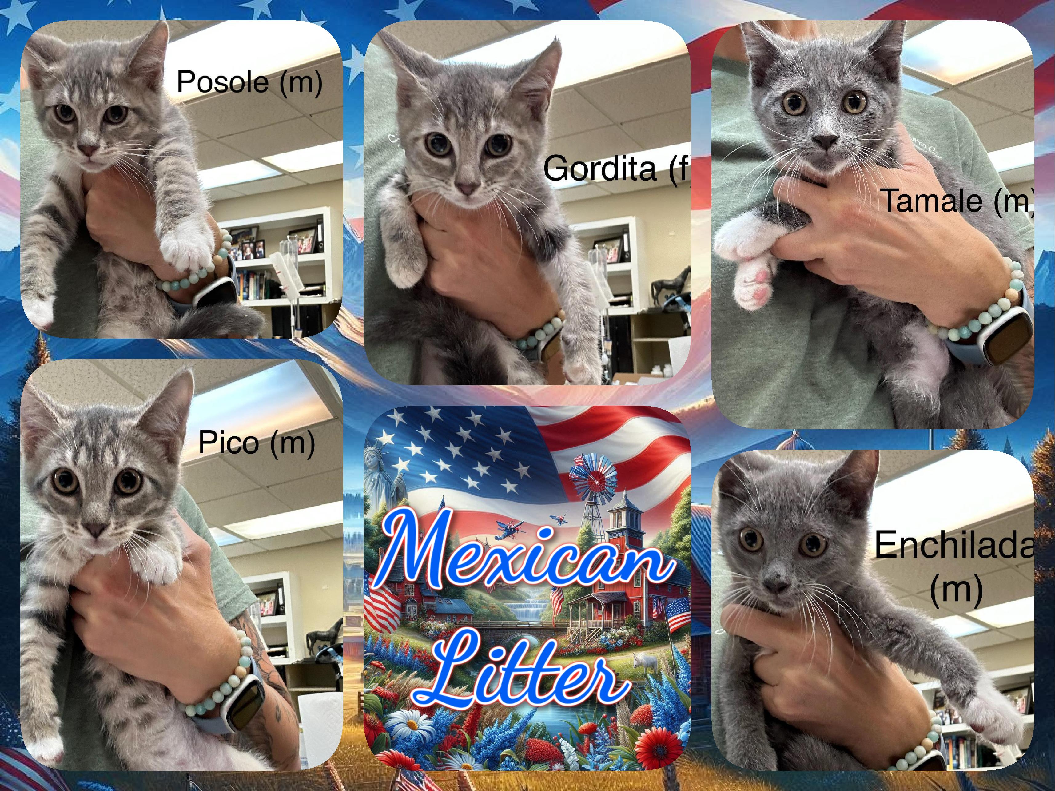 MEXICAN LITTER